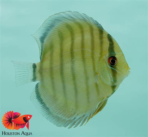 All Live Discus – Houston Aqua.